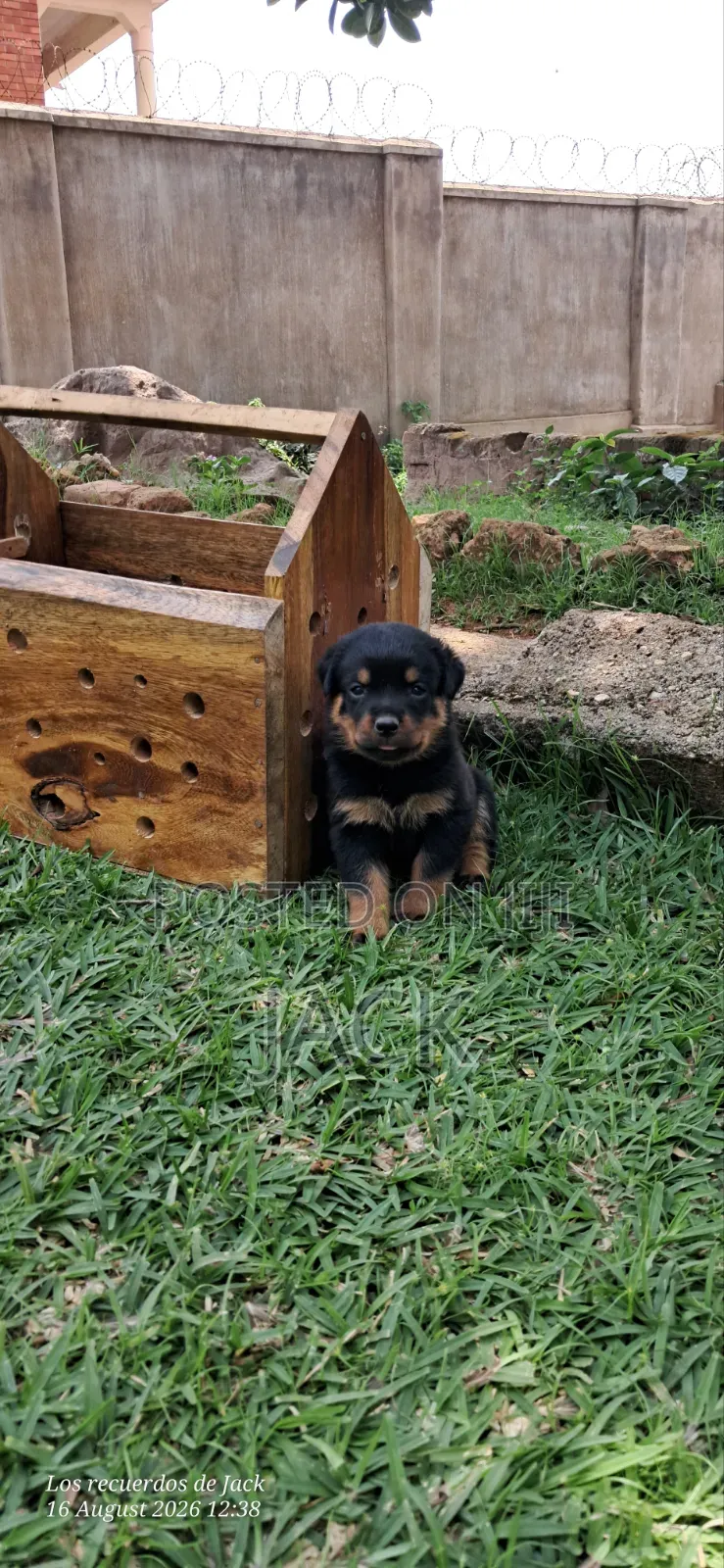 1-3 months Male Purebred Rottweiler