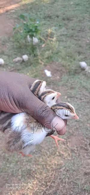 White Guinea Fowl
