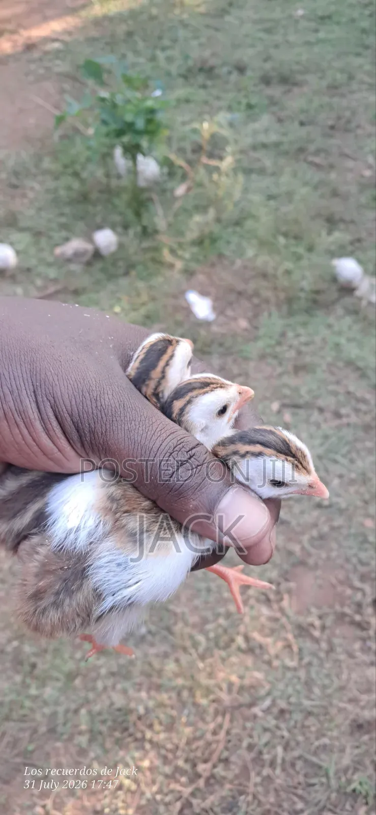 White Guinea Fowl