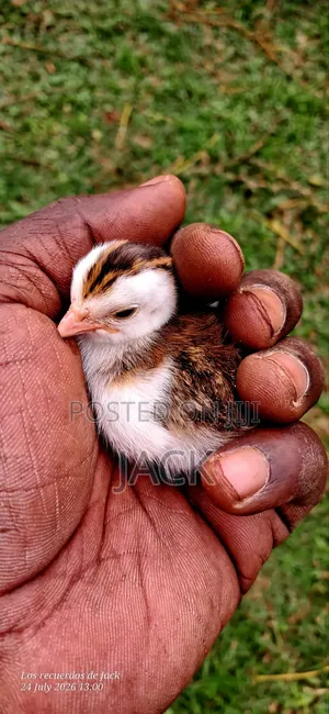 White Guinea Fowl