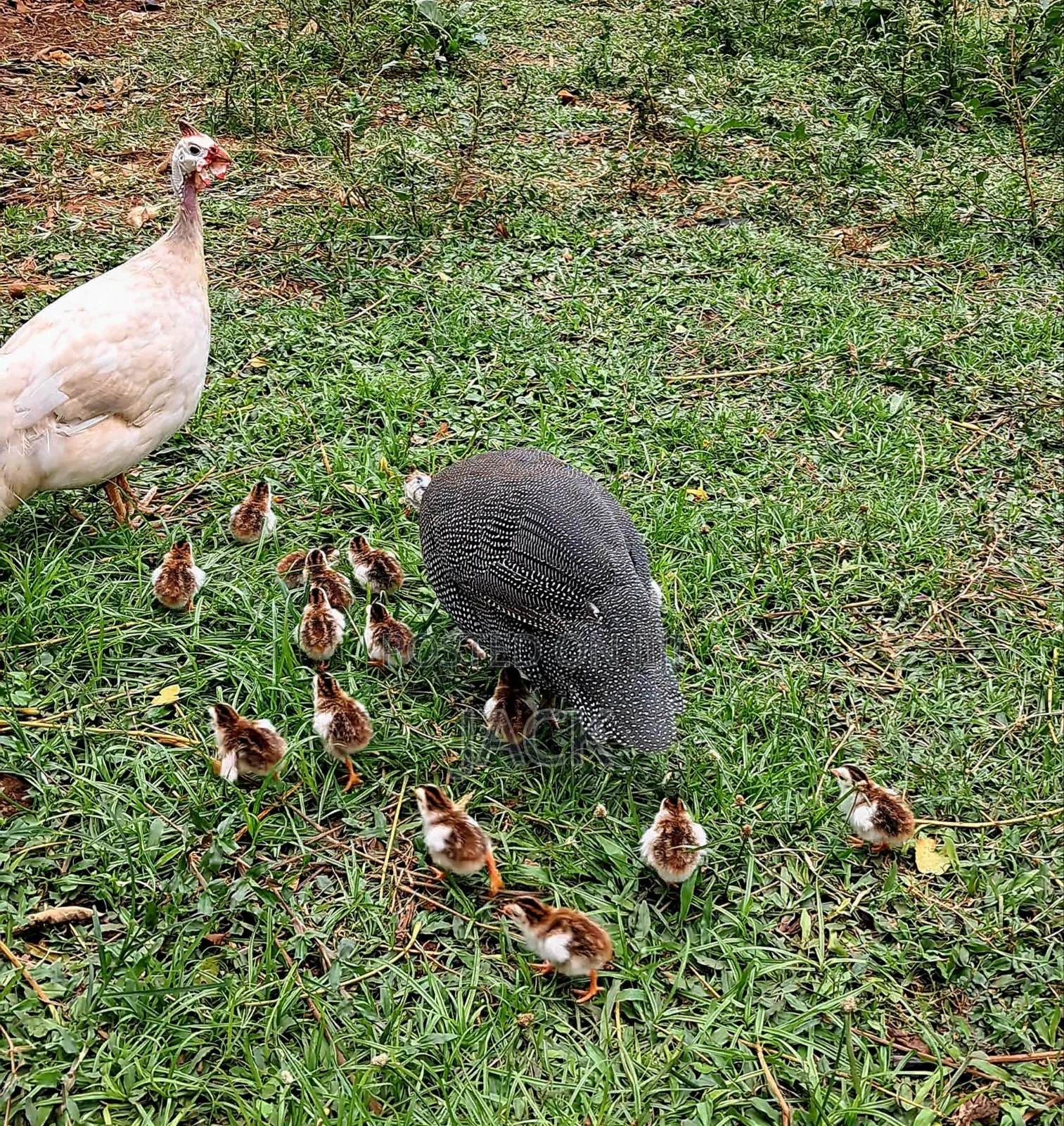 White Guinea Fowl