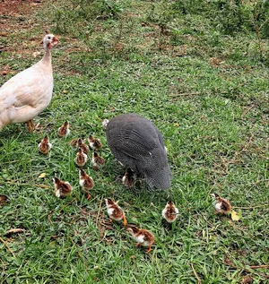 White Guinea Fowl