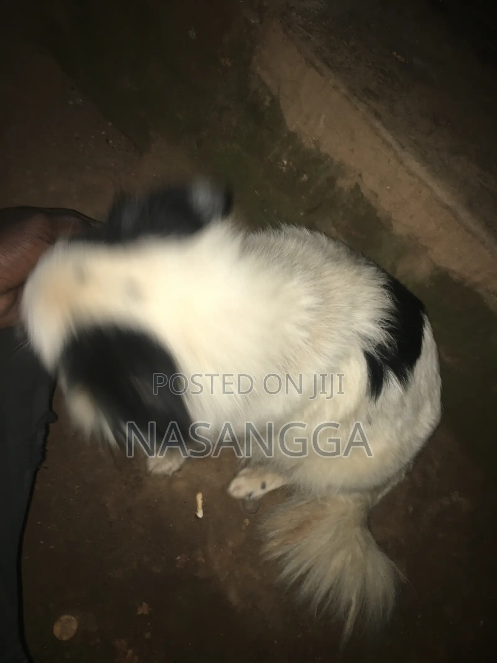 6-12 months Female Purebred Japanese Spitz