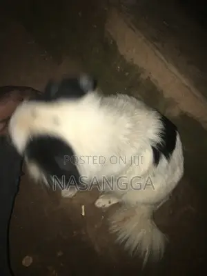 6-12 months Female Purebred Japanese Spitz