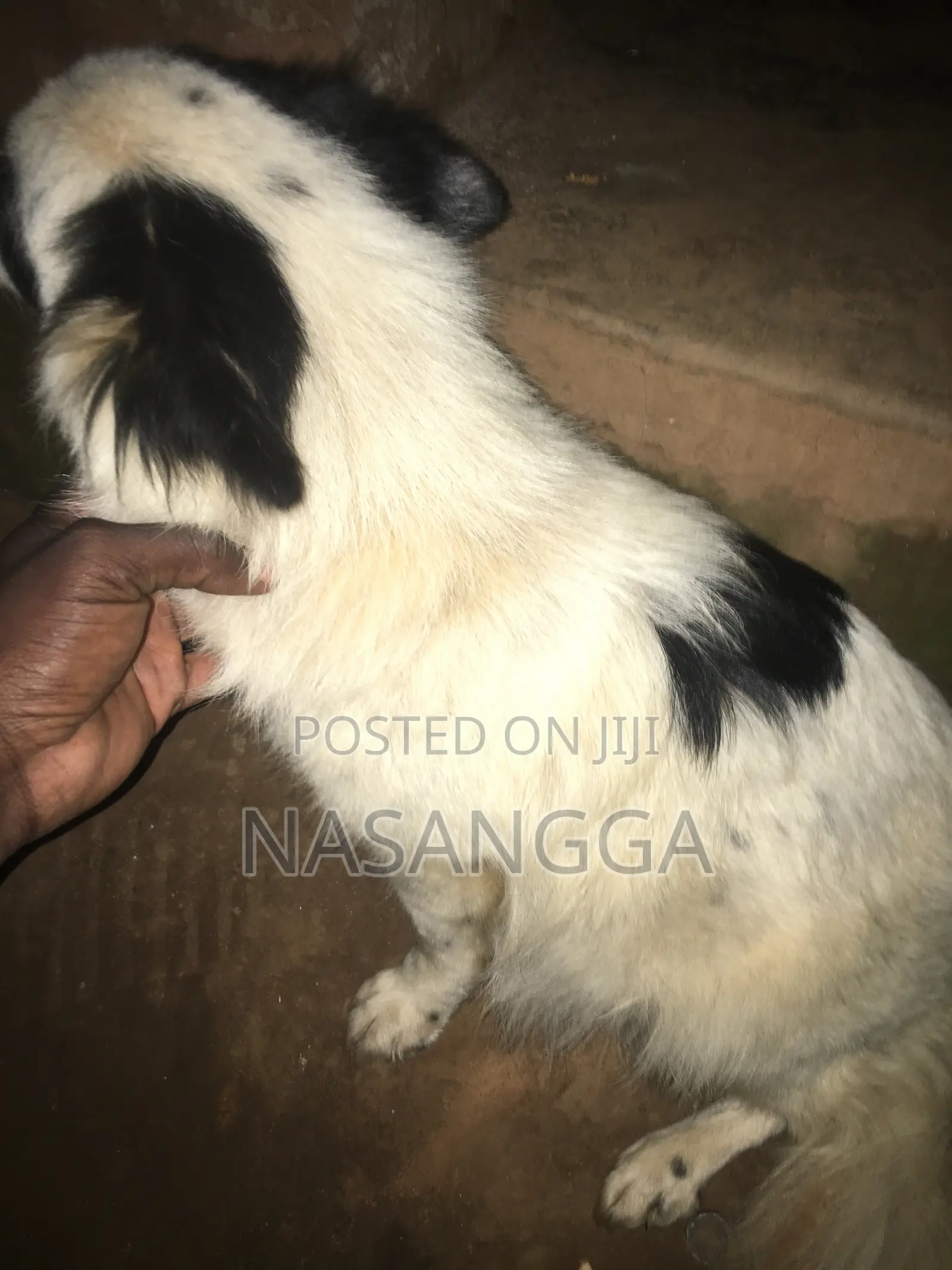 6-12 months Female Purebred Japanese Spitz
