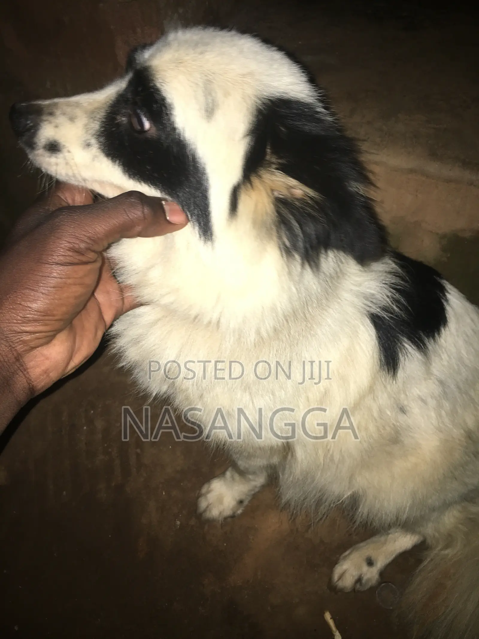 6-12 months Female Purebred Japanese Spitz