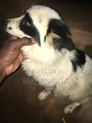 6-12 months Female Purebred Japanese Spitz