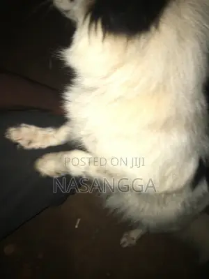 6-12 months Female Purebred Japanese Spitz