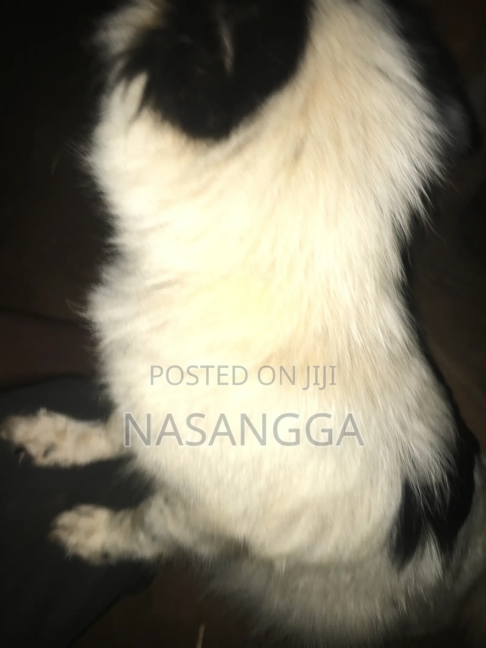 6-12 months Female Purebred Japanese Spitz