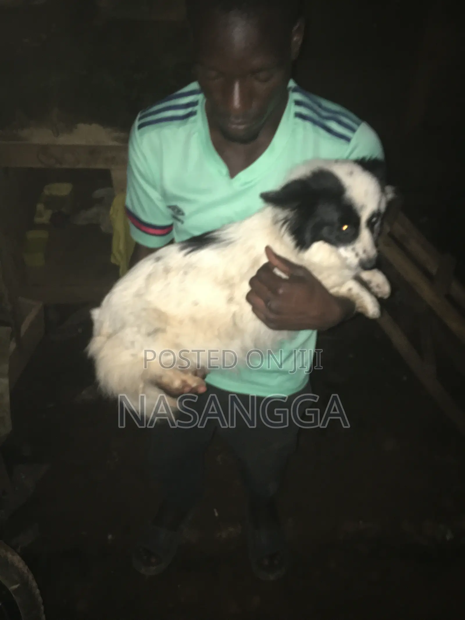 6-12 months Female Purebred Japanese Spitz