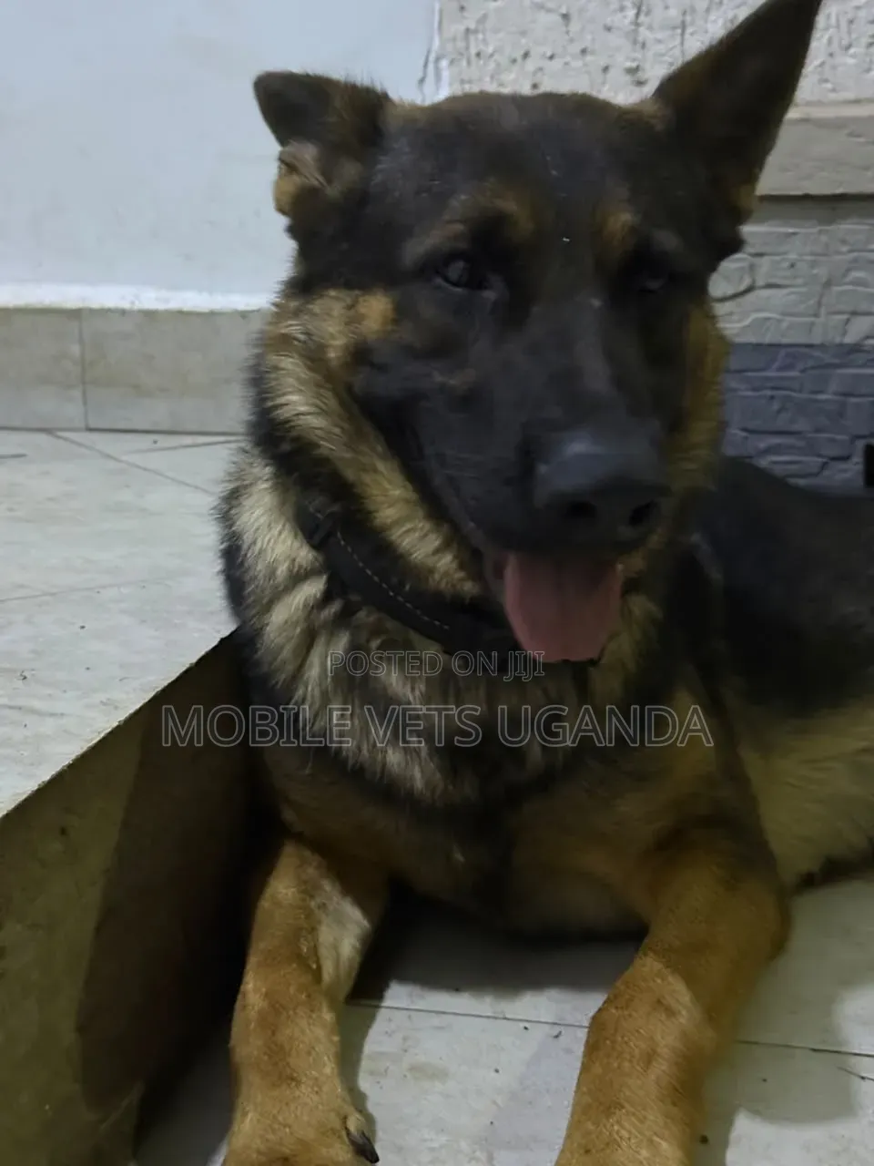 3-6 months Female Purebred German Shepherd