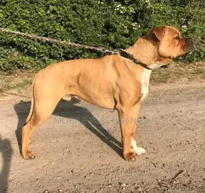 3-6 months Male Purebred American Pit Bull Terrier