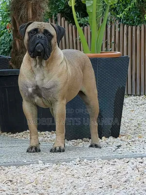 6-12 months Male Purebred Boerboel