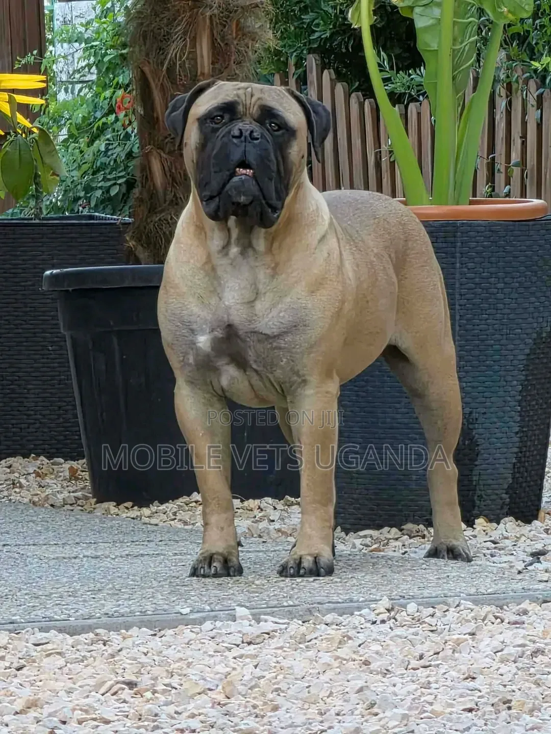 1-3 months Male Purebred Boerboel