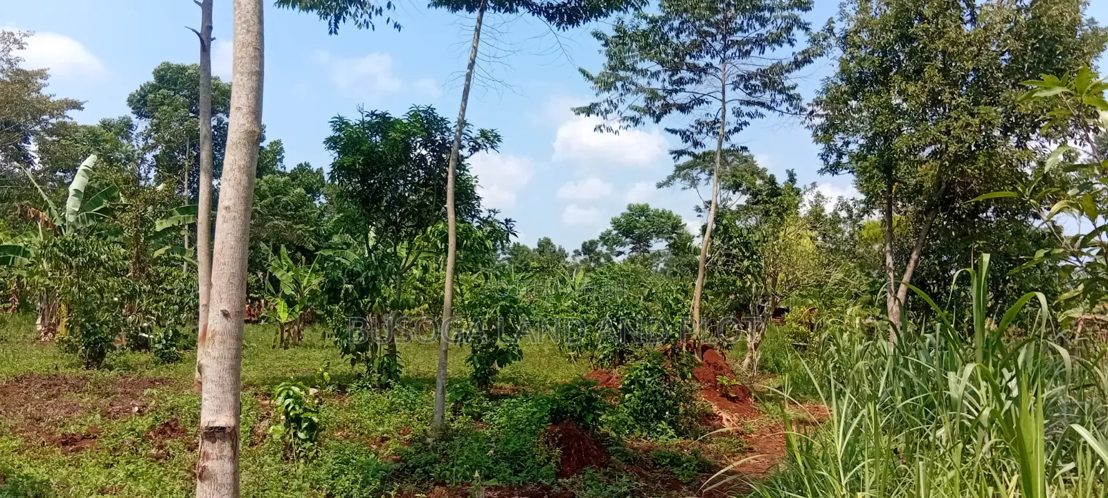 16 Acres for Sale – Just 600 Metres Off the Highway, Kiyunga Kamuli