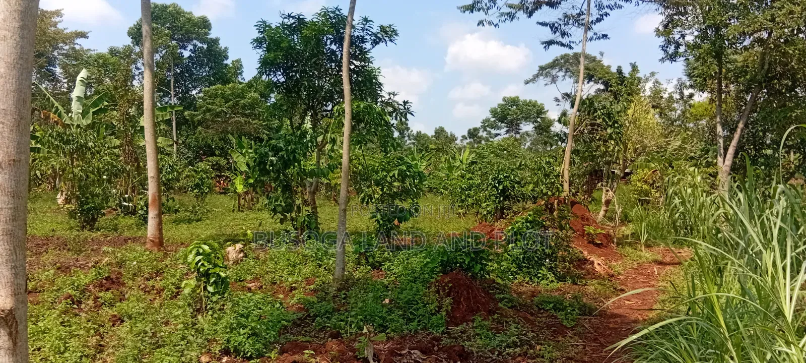 16 Acres for Sale – Just 600 Metres Off the Highway, Kiyunga Kamuli