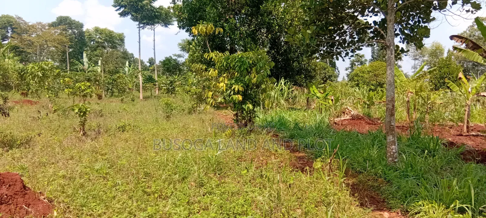 16 Acres for Sale – Just 600 Metres Off the Highway, Kiyunga Kamuli