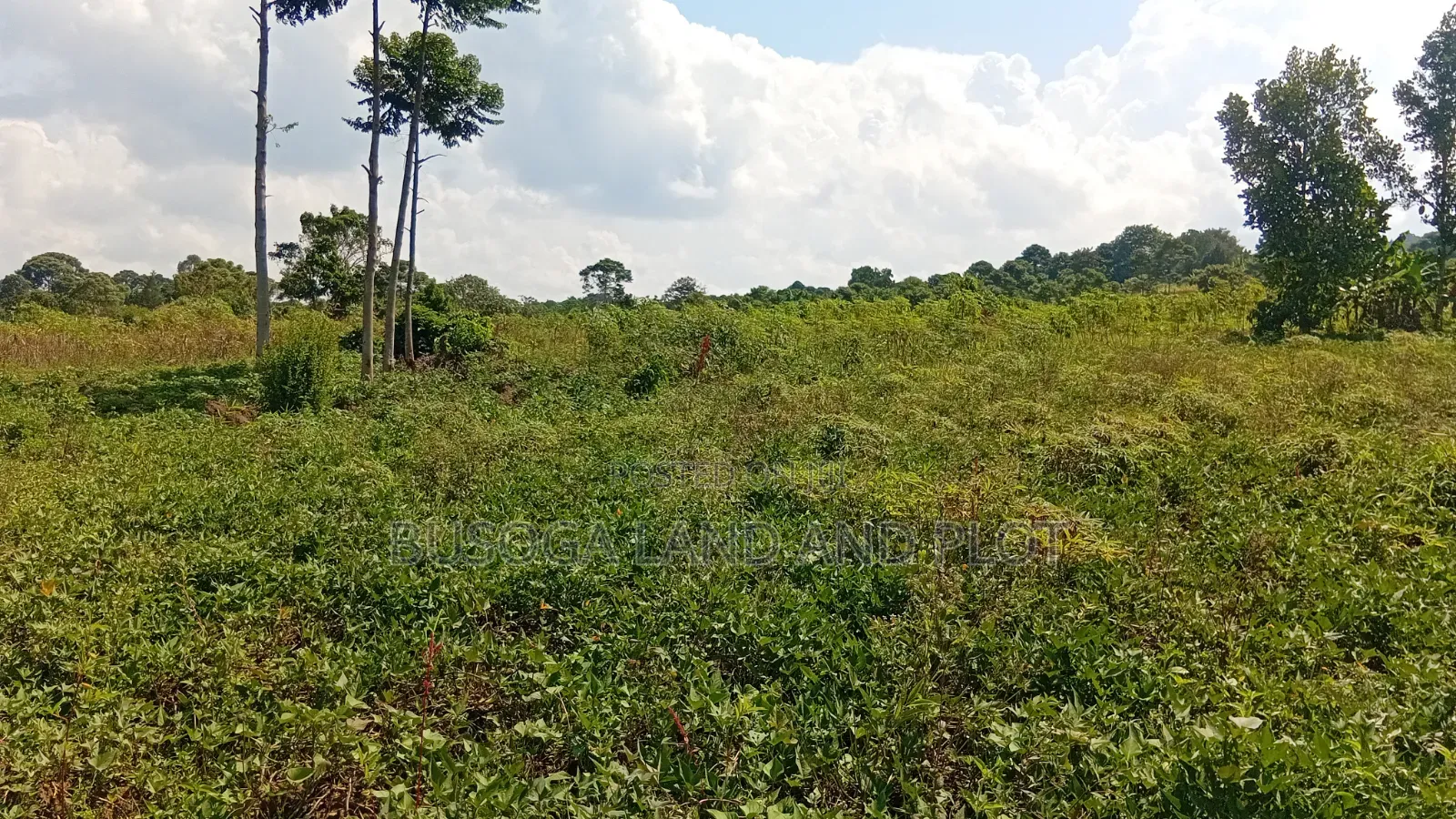 300 Acres Freehold Titled Land With a Farm House, at 6.5m Each Acre