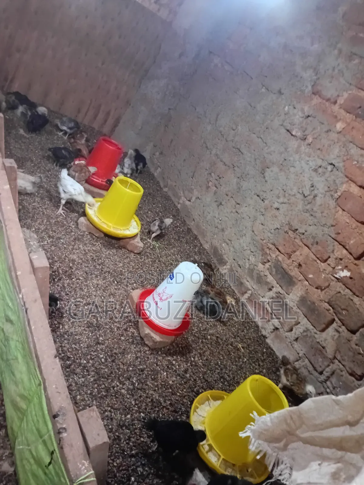 Brooded Broilers