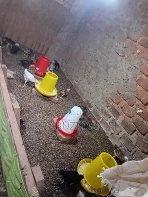 Brooded Broilers