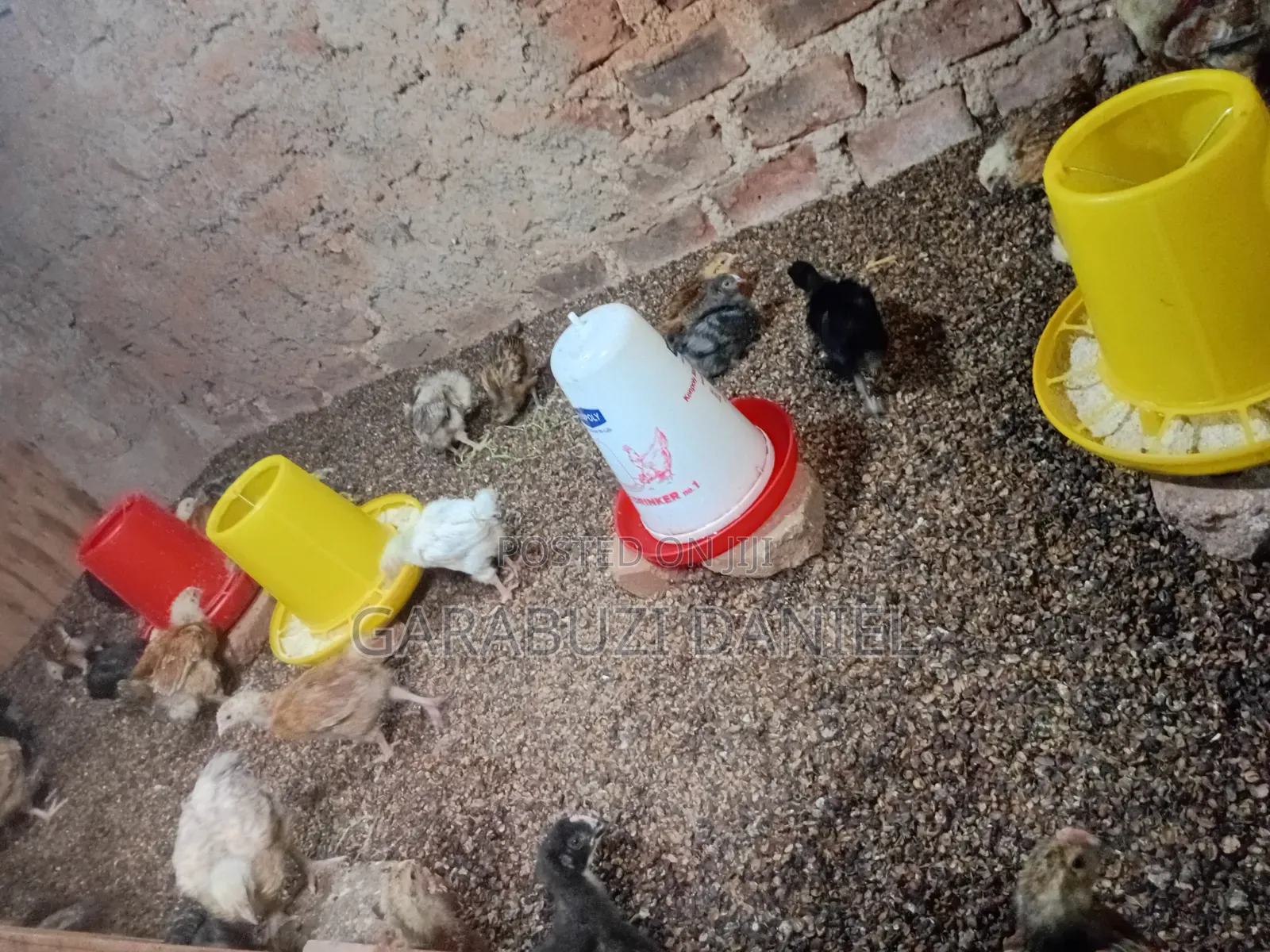 Brooded Broilers