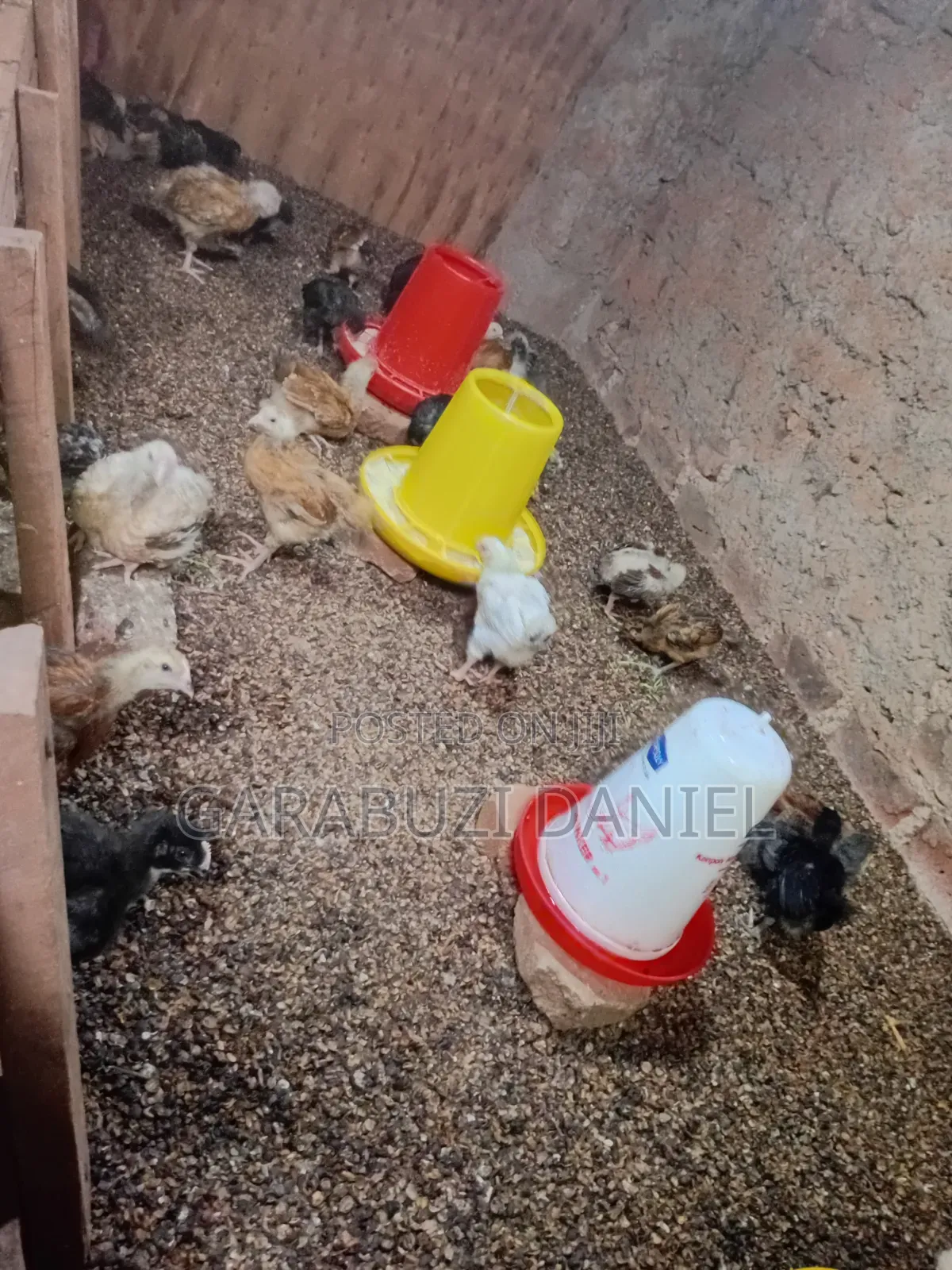 Brooded Broilers
