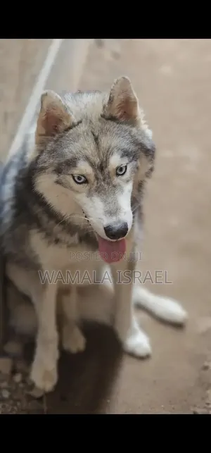6-12 months Male Purebred Siberian Husky
