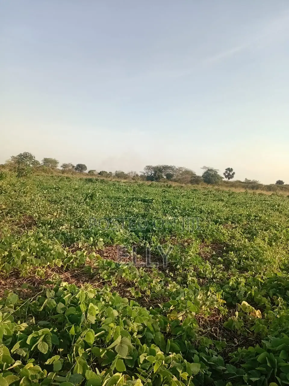 Land for Urban Farming