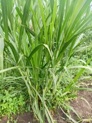 Land for Urban Farming