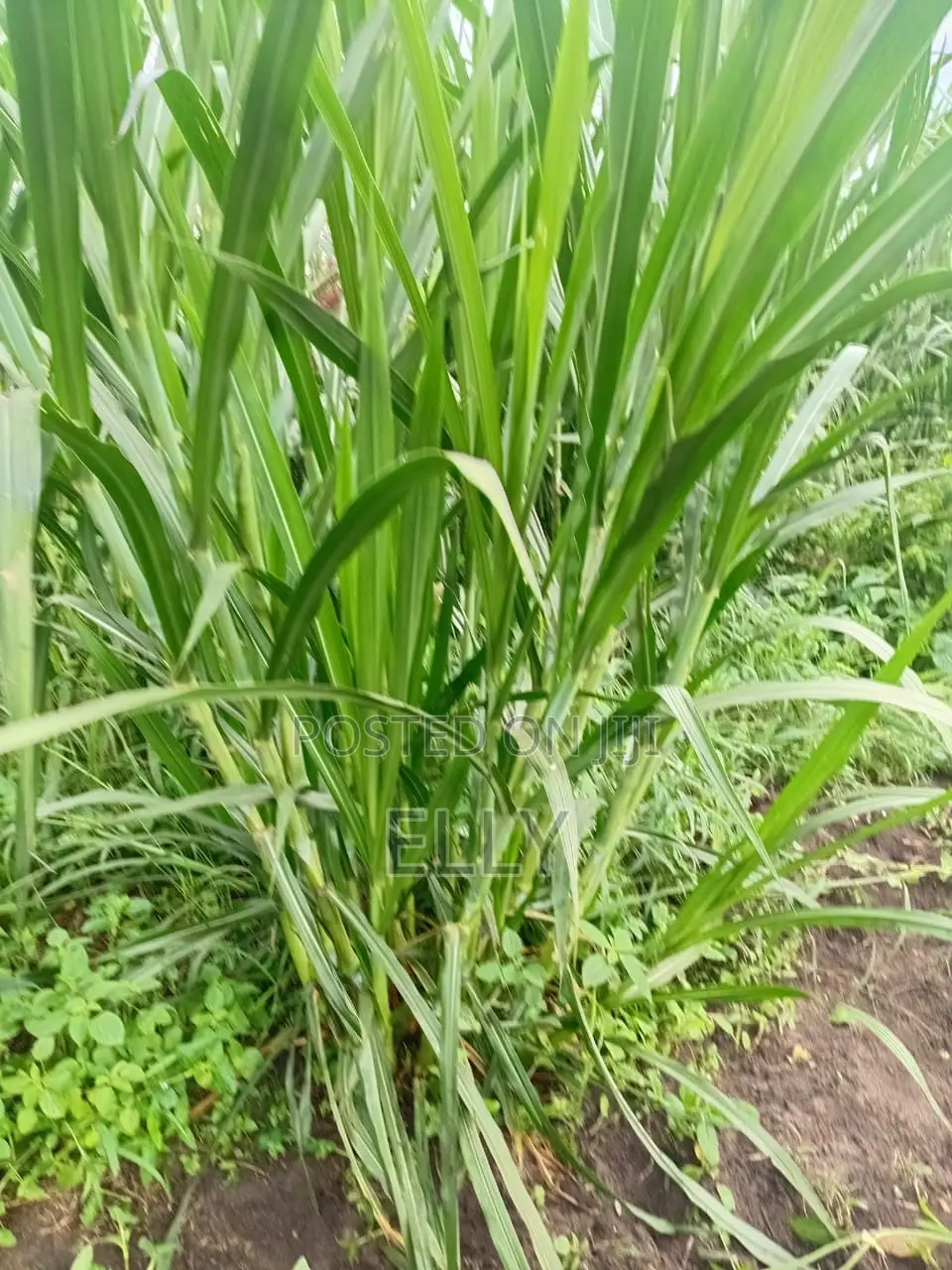 Land for Urban Farming