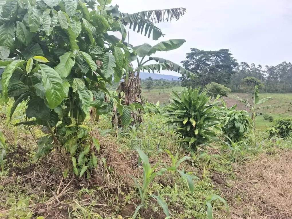 Land for Urban Farming