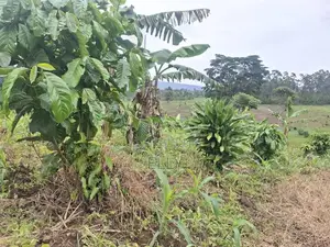 Land for Urban Farming