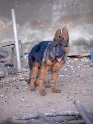 3-6 months Male Purebred German Shepherd