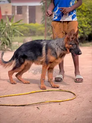 3-6 months Male Purebred German Shepherd