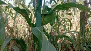 10 Acres of Land, Balawoli, Kamuli District at 7 Million Per Acre