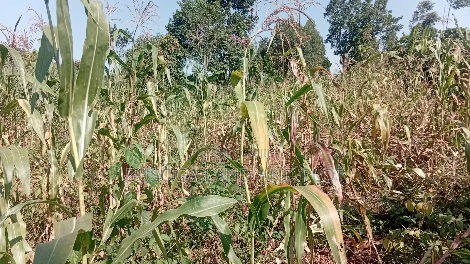 10 Acres of Land, Balawoli, Kamuli District at 7 Million Per Acre
