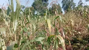 10 Acres of Land, Balawoli, Kamuli District at 7 Million Per Acre