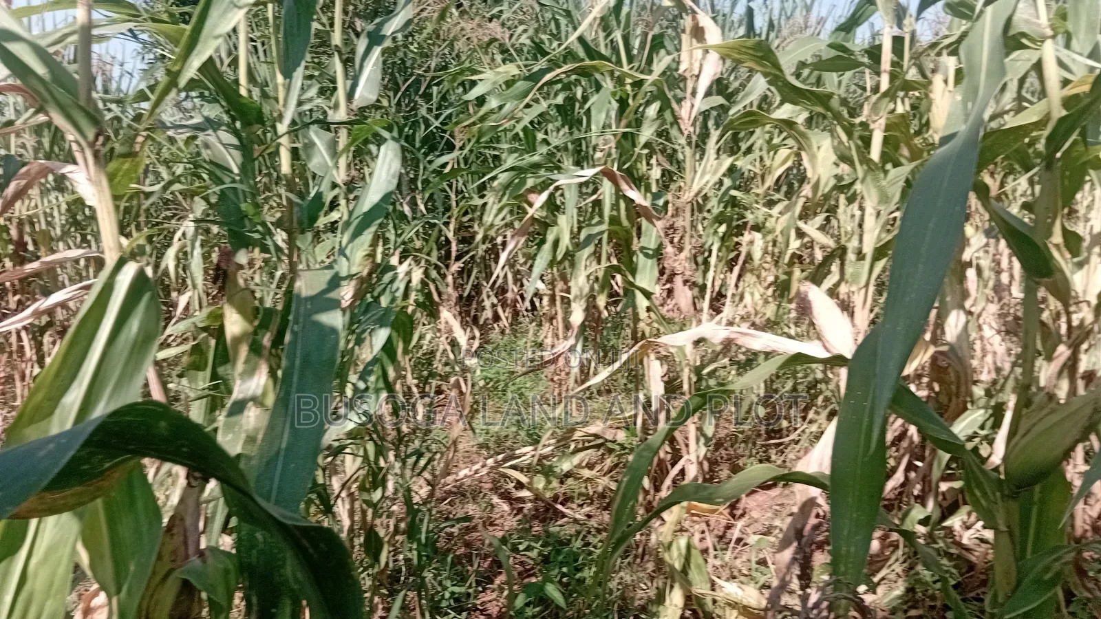 10 Acres of Land, Balawoli, Kamuli District at 7 Million Per Acre