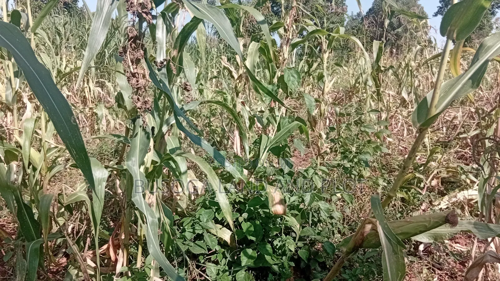 10 Acres of Land, Balawoli, Kamuli District at 7 Million Per Acre