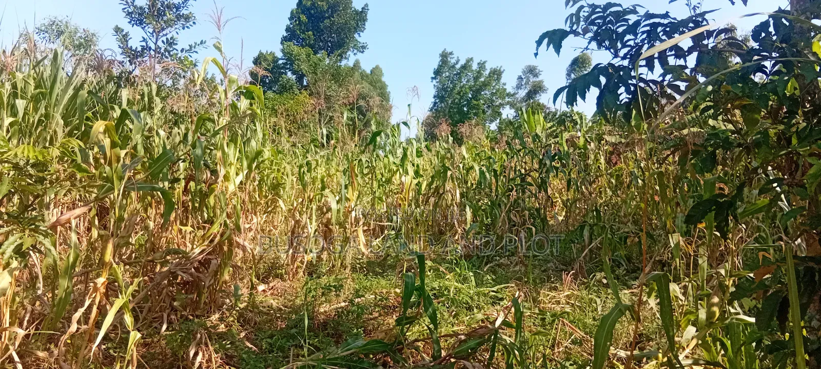 10 Acres of Land, Balawoli, Kamuli District at 7 Million Per Acre