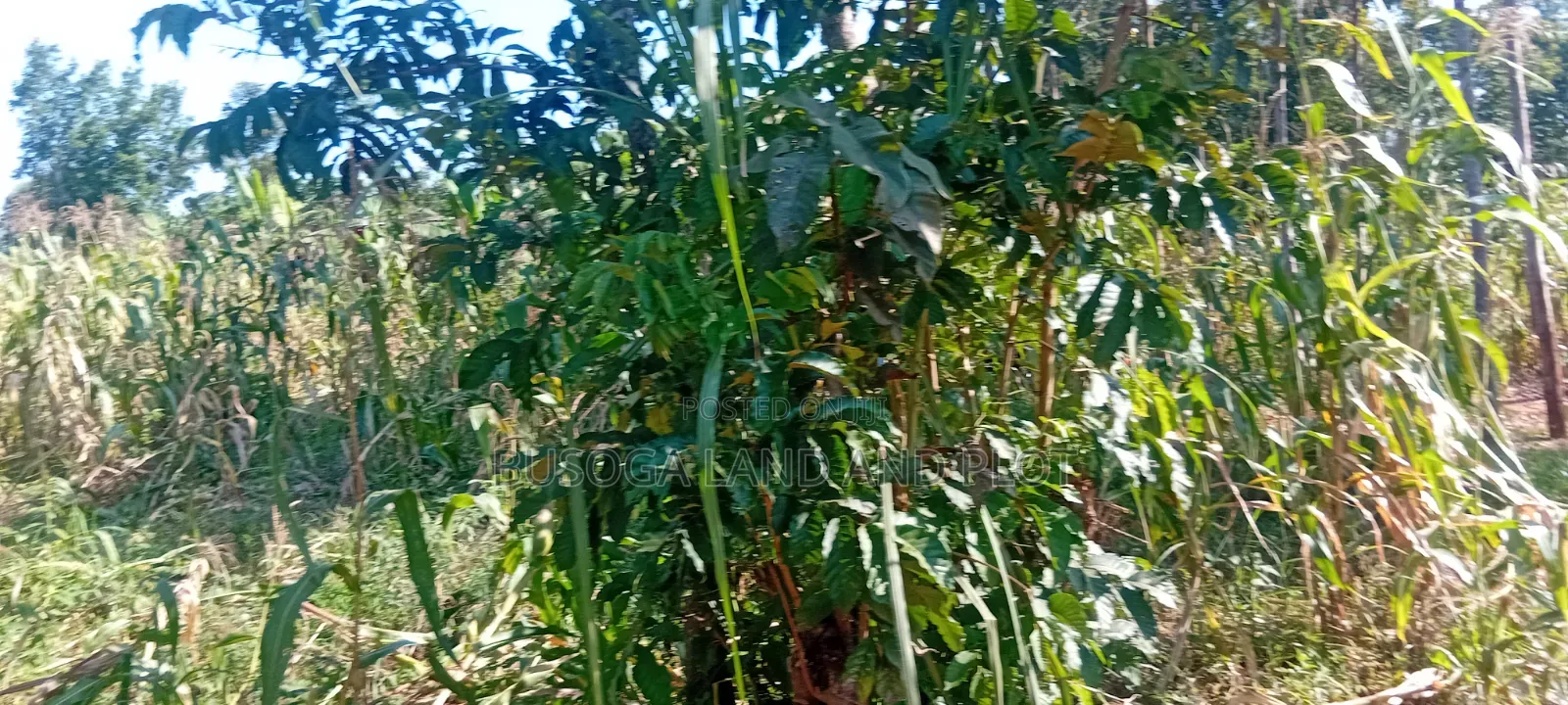 10 Acres of Land, Balawoli, Kamuli District at 7 Million Per Acre