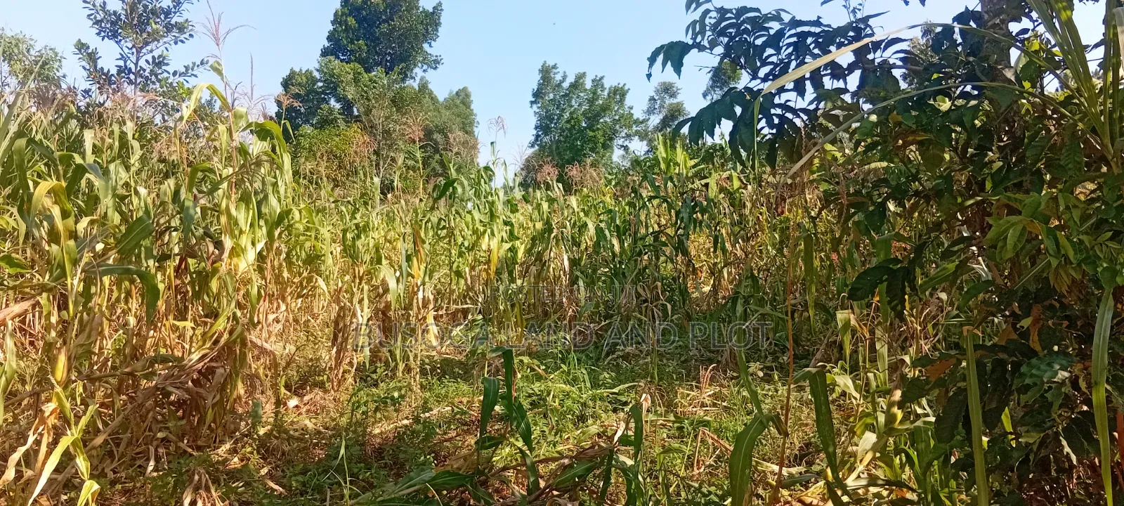10 Acres of Land, Balawoli, Kamuli District at 7 Million Per Acre