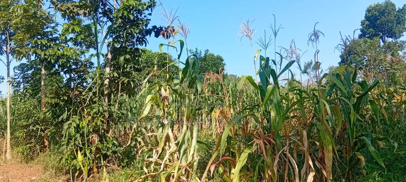 10 Acres of Land, Balawoli, Kamuli District at 7 Million Per Acre