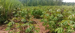 50 Acres of Fertile Land – Budiope, Buyende District, Eastern Uganda.