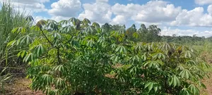 50 Acres of Fertile Land – Budiope, Buyende District, Eastern Uganda.