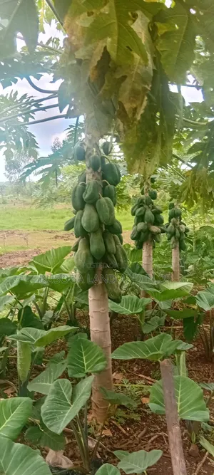 50 Acres of Fertile Land – Budiope, Buyende District, Eastern Uganda.