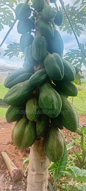 50 Acres of Fertile Land – Budiope, Buyende District, Eastern Uganda.