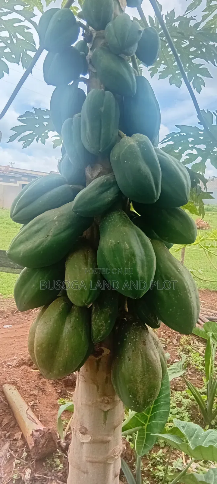 50 Acres of Fertile Land – Budiope, Buyende District, Eastern Uganda.