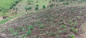 50 Acres of Fertile Land – Budiope, Buyende District, Eastern Uganda.