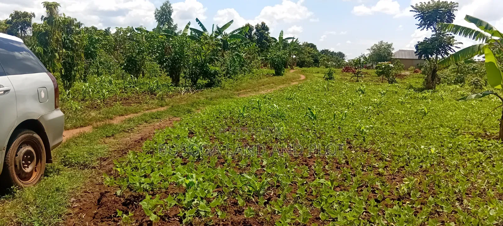 50 Acres of Fertile Land – Budiope, Buyende District, Eastern Uganda.